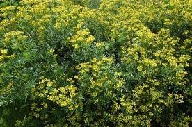 RUTA GRAVEOLENS NR.100 SEMI - Jardin & Extérieur Amazon Italie à 2.00€