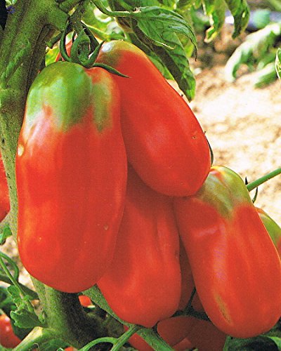 POMODORO SCATOLONE NR.200 SEMI - Jardin & Extérieur Amazon Italie à 2.10€