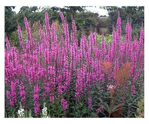 PREMIER SEEDS DIRECT - PURPLE LOOSESTRIFE LYTHRUM - ROSY... - High-Tech & Électronique en promo à 1.74€