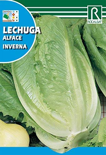 ROCALBA SEMILLA Lechuga INVERNA 10ud - Épicerie Amazon Espagne à 1.65€