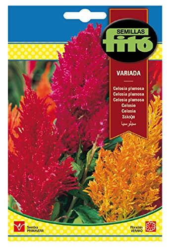 Semillas Fitó 524 - Semillas de Celosía Plumosa Variada - Jardin & Extérieur en promo à 1.45€