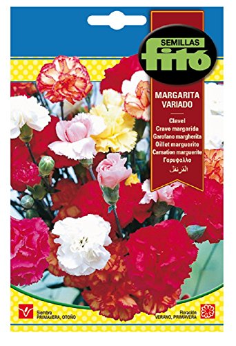 Semillas Fitó 543 - Semillas de Clavel Margarita Variado - Jardin & Extérieur Amazon Espagne à 1.45€