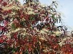 CSNCH 10 Seeds of Oxydendron Arboreum Sourwood Tree Seeds - Jardin & Extérieur Amazon Royaume-Uni à 1.99€