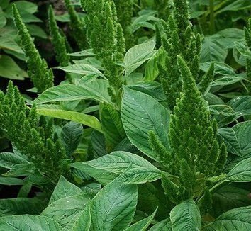 AMARANTO NANO VERDE NR.100 SEMI - Jardin & Extérieur Amazon Italie à 2.00€