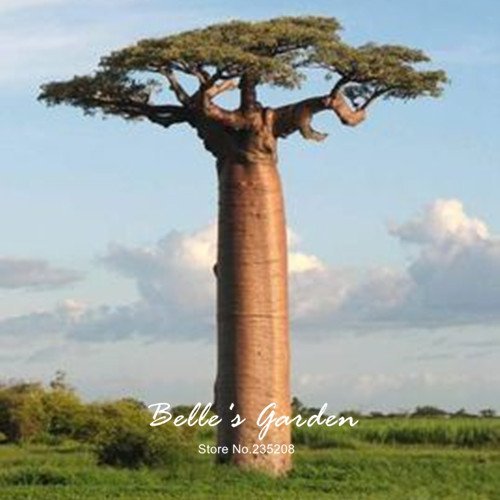 Baobab-Samen, Adansonia Digitata, 2 Stück, für den Garten... - Jardin & Extérieur en promo à 1.49€