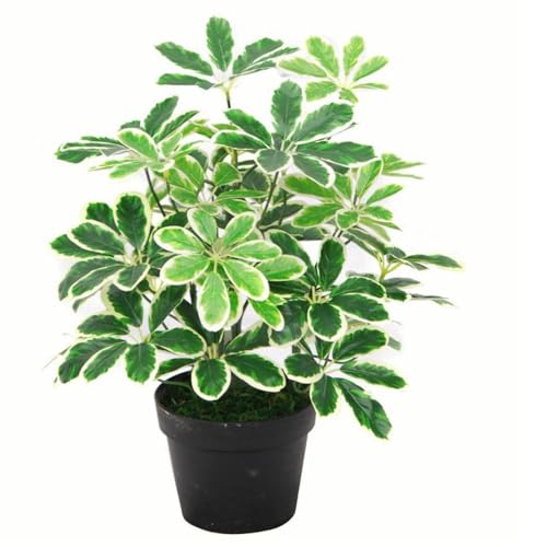 Schefflera arboricola Artificiale (pianta Ombrello), in... - Amazon Italie à 44.31€