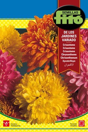 Semilla Crisantemo variado - Semillas Fitó - Jardin & Extérieur Amazon Espagne à 1.45€
