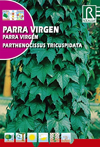 Rocalba Semilla Parra Virgen (pathenosisus tricuspidata) - Jardin & Extérieur Amazon Espagne à 1.90€