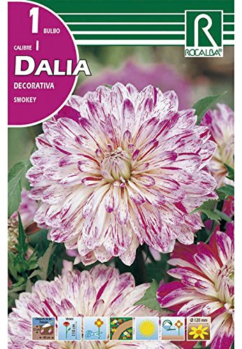 BULBO DALIA SMOKEY - 1 UD.… - Jardin & Extérieur Amazon Espagne à 2.95€