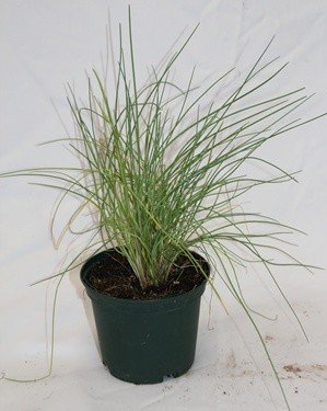 Cebollino (maceta 10,5 cm Ø) - Planta viva - Planta... - Jardin & Extérieur Amazon Espagne à 2.40€