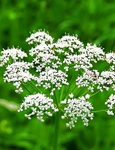 ANICE NR.300 SEMI - Jardin & Extérieur Amazon Italie à 2.00€