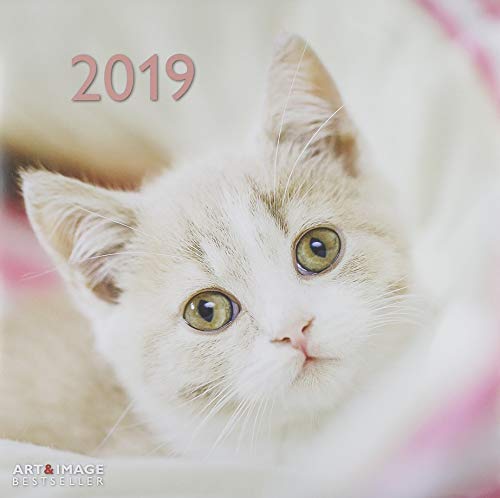 2019 Cats Calendar - Animal Calendar - 30 x 30 cm - Animalerie Amazon Espagne à 13.49€