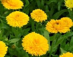 CALENDULA GIALLO LIMONE NR.300 SEMI - Jardin & Extérieur Amazon Italie à 2.00€