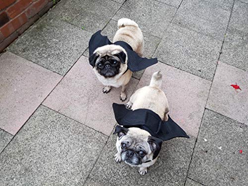 retro joey Dog Cat pet halloween black batwings size - Animalerie Amazon Royaume-Uni à 5.25€