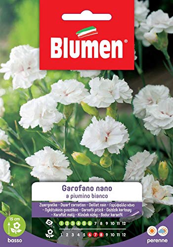 Garofano a Piumino Nano Bianco in Mix - Jardin & Extérieur Amazon Italie à 2.50€