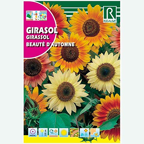 GIRASOL BEAUTE D'AUTOMNE VARIADO - SOBRE DE SEMILLAS 10G - Jardin & Extérieur Amazon Espagne à 2.50€