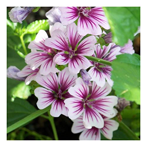 PREMIER SEEDS DIRECT - MALVA - ZEBRINA - 60 PERENNIAL... - Jardin & Extérieur Amazon Royaume-Uni à 1.39€