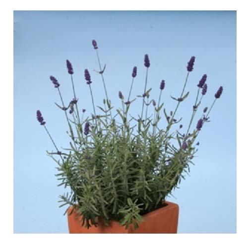 Lavender 'Hidcote Blue' / Lavandula angustifolia/Dwarf... - Jardin & Extérieur Amazon Royaume-Uni à 1.69€