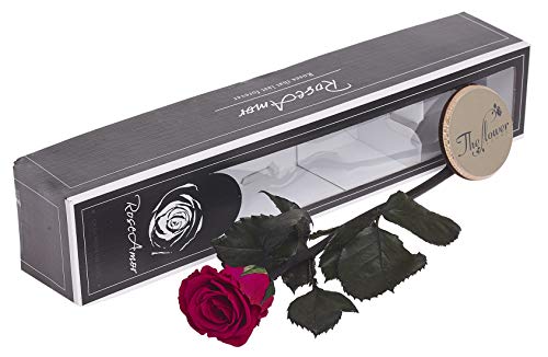 The Flower Rooms FRFRCER Forever Rose Cerise Pink - Jardin & Extérieur Amazon Allemagne à 17.05€
