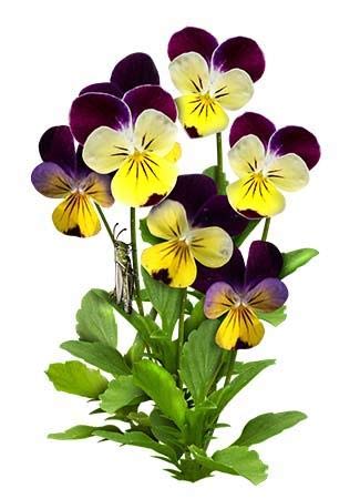 VIOLA CORNUTA HELEN MOUNT NR.100 SEMI - Jardin & Extérieur Amazon Italie à 2.00€