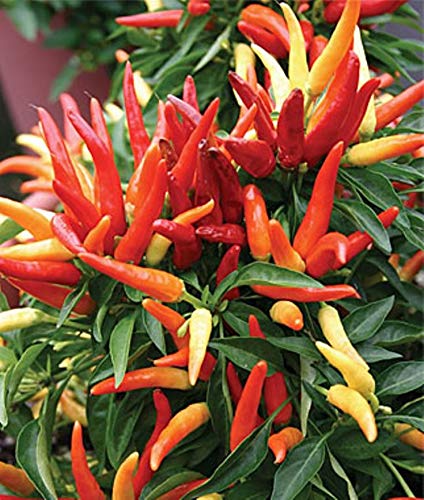 PEPERONCINO MASQUERADE NANO MISCUGLIO NR.50 SEMI - Jardin & Extérieur Amazon Italie à 2.20€
