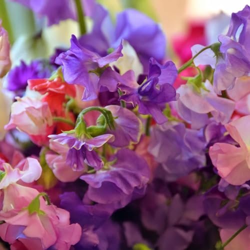 PREMIER SEEDS DIRECT - Sweet Pea - Royal Family Mix - 13... - High-Tech & Électronique Amazon Royaume-Uni à 1.59€
