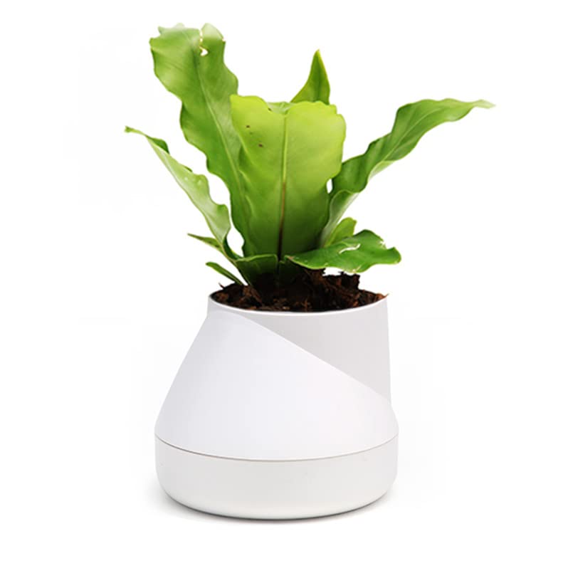 QUALY Oasis Hill QLX20001-WH - Vaso da fiori con sistema di... - Auto & Motorcycle Amazon Italy à 9.94€