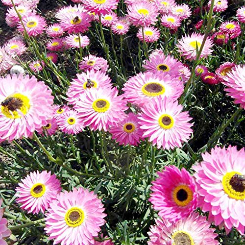 HELIPTERUM ROSA NR.100 SEMI - Jardin & Extérieur Amazon Italie à 2.00€