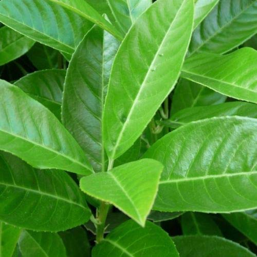 Lauroceraso “prunus laurocerasus”, Pianta in Vaso, Piante... - Jardin & Extérieur Amazon Italie à 2.89€