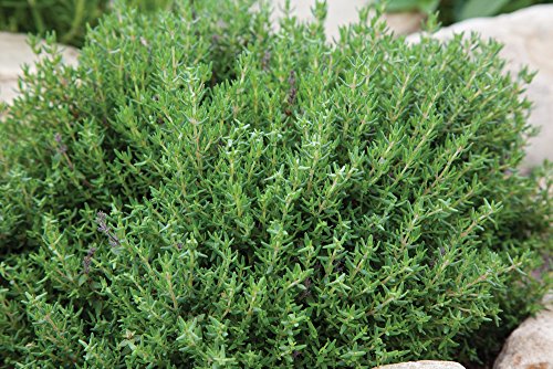 1 plante de thym en pot, 14 cm, aromatique, potager. - Jardin & Extérieur Amazon France à 5.00€