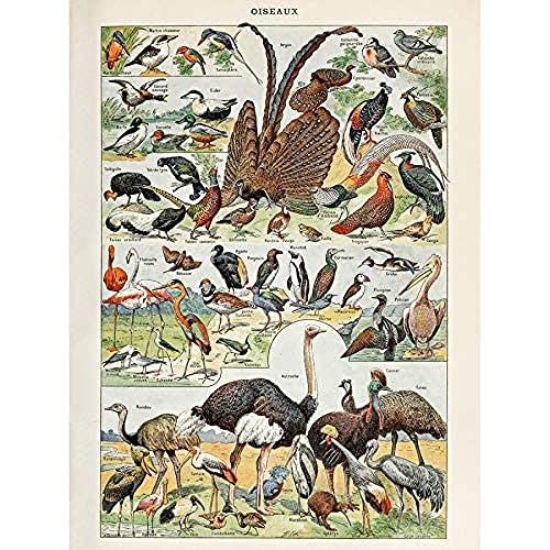 Millot Encyclopedia Page Birds Ostrich Flamingo Unframed... - High-Tech & Électronique en promo à 10.89€