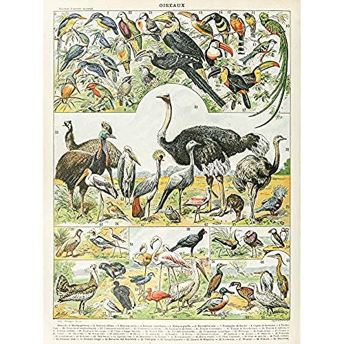 Artery8 Millot Encyclopedia Page Birds Ostrich Emu Unframed... - High-Tech & Électronique Amazon Royaume-Uni à 4.95€