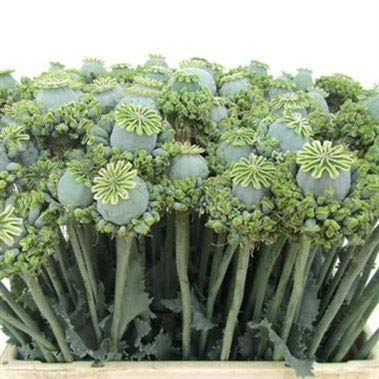 PAPAVERO UFO NR.50 SEMI - Jardin & Extérieur Amazon Italie à 2.10€