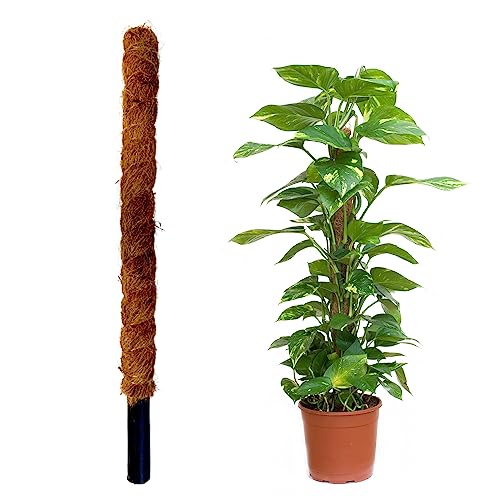 Jardinlife Tuteur en Fibre de Coco Marron 80 cm - Jardin & Extérieur Amazon France à 9.45€
