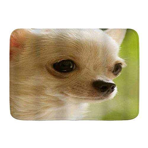 Minalo Nette Nahaufnahme Chihuahua Nette Saubere Gesicht... - Deal Amazon à 29.14€