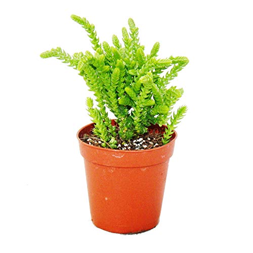 Exotenherz Plante succulente Crassula lycopodioides queue... - Jardin & Extérieur Amazon France à 4.01€