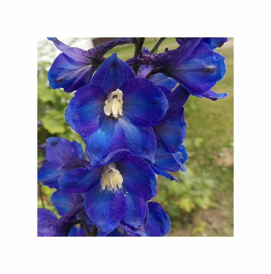 Pcs - 20x Géant Delphinium Cultorum Pacifique Noir Pied... - Jardin & Extérieur en promo à 2.59€