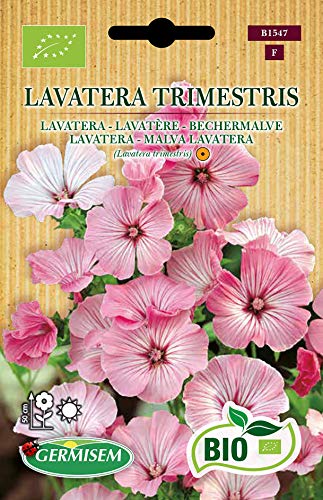 Germisem Biologico Lavatera Trimestris Semi di Malva 1 g - Auto & Moto Amazon Italie à 6.32€