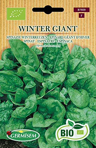 Germisem Biologico Winter Giant Semi di Spinaci 5 g - Amazon Italie à 6.82€