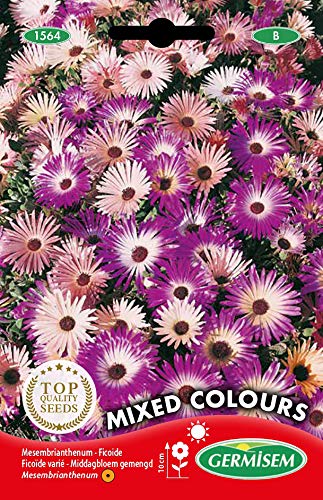Germisem Mixed Colours Semi di Piante di Ghiaccio 1.5 g - Bon plan à 4.45€