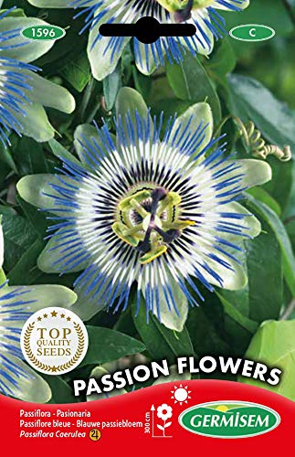 Germisem Passion Flowers Semi 0.5 g en promo sur Amazon