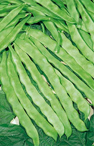 Germisem Helda Semi di Fagiolo Rampicante 100 g - High-Tech & Électronique Amazon Italie à 6.87€