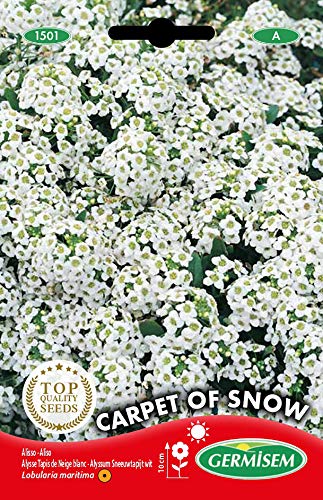 Germisem Graines Alysse Tapis de Neige blanc CARPET OF SNOW - Maison & Cuisine Amazon France à 8.12€