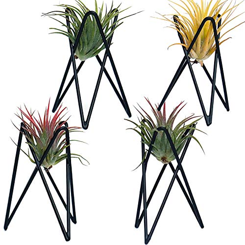 Lot de 4 supports de plantes aériennes en tillandsia... - Jardin & Extérieur Amazon France à 12.89€