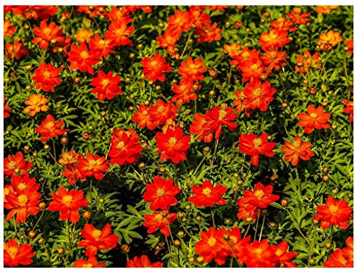 PREMIER SEEDS DIRECT - Marigold TAGETES RED GEM 0.6 GRAM - High-Tech & Électronique Amazon Royaume-Uni à 1.49€