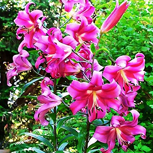 1x Bulbo lirio rosa Plantas naturales exterior con flor... - Jardin & Extérieur Amazon Espagne à 2.12€