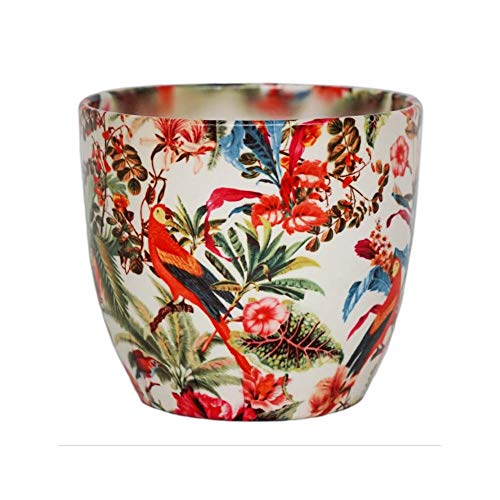 Ivyline Perroquet Tropical Monza 13 x 13 cm - Amazon France à 13.26€