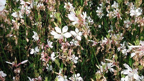 GAURA BIANCO NR.30 SEMI - Jardin & Extérieur Amazon Italie à 2.20€