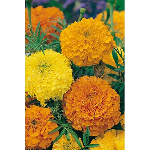 Semillas flores - Tagete erecta clavelón alto - Mascarell - Auto & Moto Amazon Espagne à 2.50€