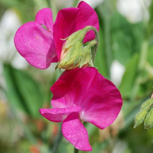 PREMIER SEEDS DIRECT - Sweet Pea Seeds - PARFUME... - Jardin & Extérieur Amazon Royaume-Uni à 1.59€